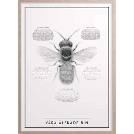 Våra älskade bin Poster 30x40 cm, Kunskapstavlan