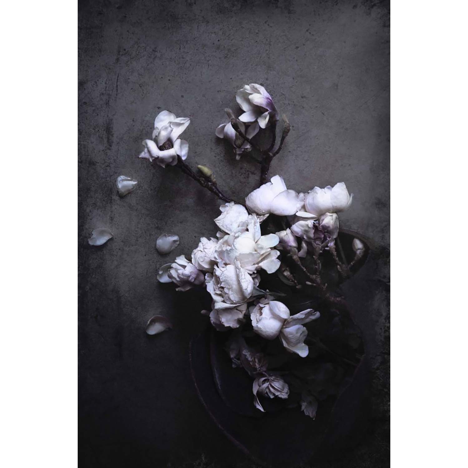 Isolde - Magnolia And Roses Poster 70X100