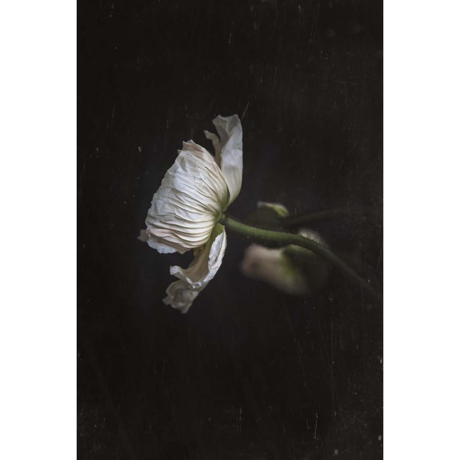 In Dark Stillness - Poppy Bohemian Poster 30X40